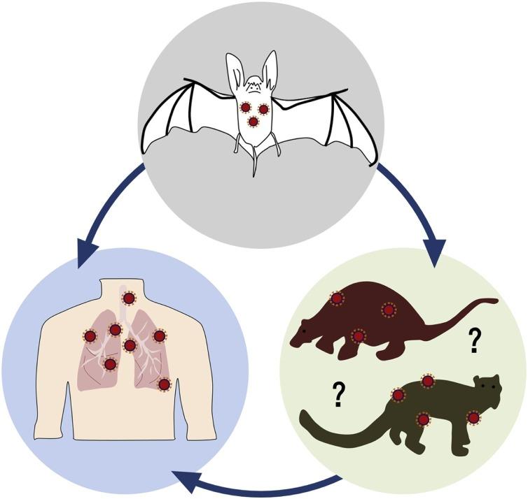 https://cdn.ncbi.nlm.nih.gov/pmc/blobs/5f92/7882221/66cb774a2e14/gr1_lrg.jpg