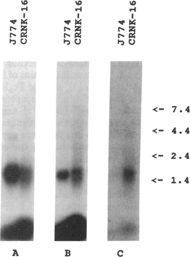 https://cdn.ncbi.nlm.nih.gov/pmc/blobs/5f93/53913/0a85b8dc8de6/pnas01034-0181-b.jpg