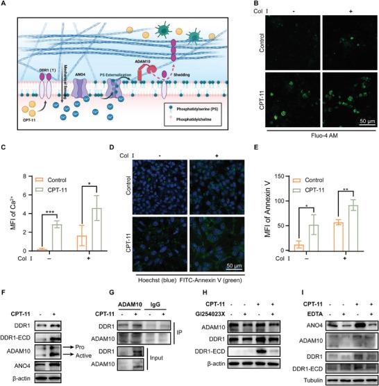 https://cdn.ncbi.nlm.nih.gov/pmc/blobs/5f97/11434232/2659d424bfca/ADVS-11-2402107-g006.jpg