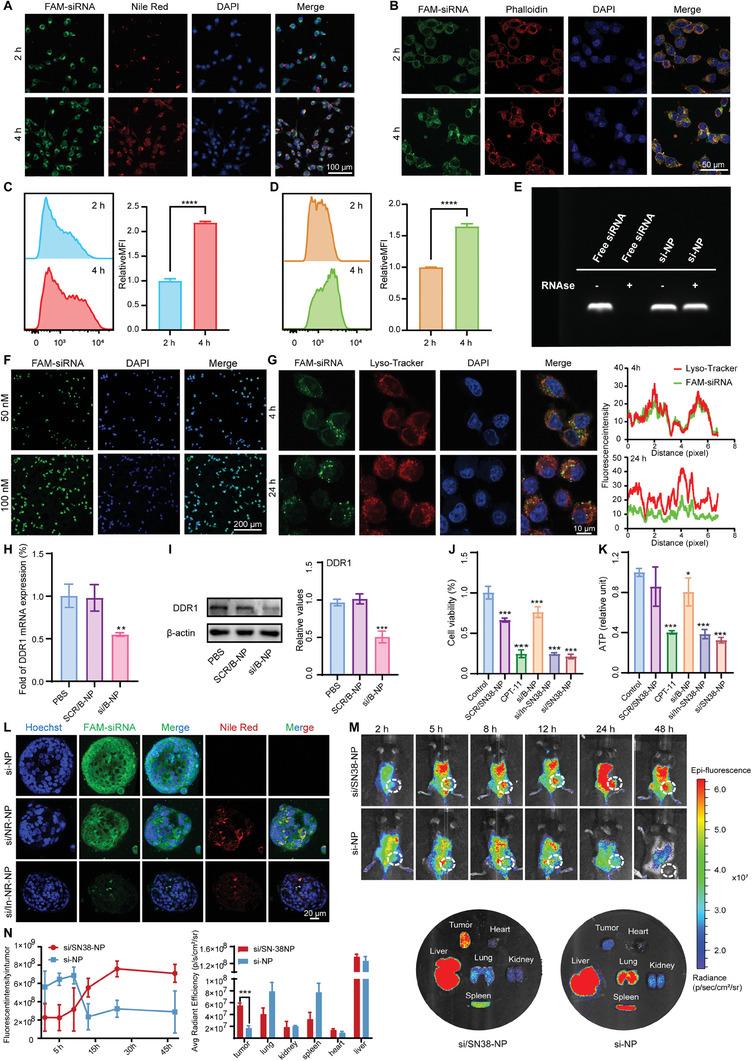 https://cdn.ncbi.nlm.nih.gov/pmc/blobs/5f97/11434232/3ff51819a4bc/ADVS-11-2402107-g004.jpg