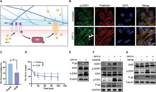 https://cdn.ncbi.nlm.nih.gov/pmc/blobs/5f97/11434232/6dc955742165/ADVS-11-2402107-g003.jpg
