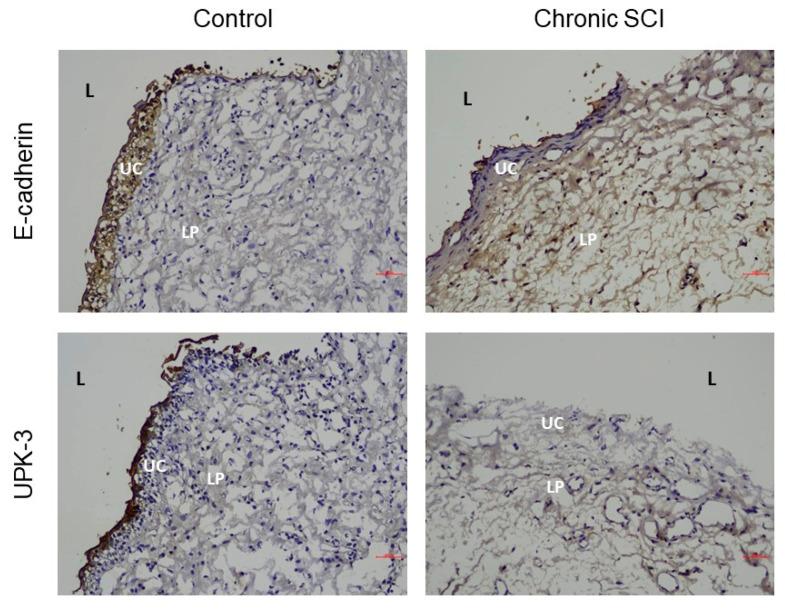 https://cdn.ncbi.nlm.nih.gov/pmc/blobs/5f98/8868780/10c00c716a28/biomedicines-10-00220-g001.jpg
