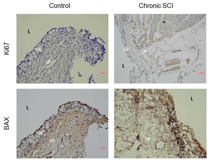 https://cdn.ncbi.nlm.nih.gov/pmc/blobs/5f98/8868780/1a6b4b05212f/biomedicines-10-00220-g002.jpg