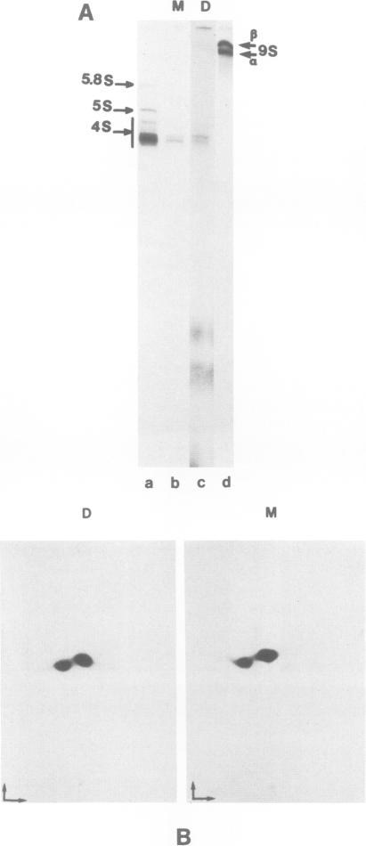 https://cdn.ncbi.nlm.nih.gov/pmc/blobs/5f9c/557293/61755057e5c2/emboj00305-0036-b.jpg