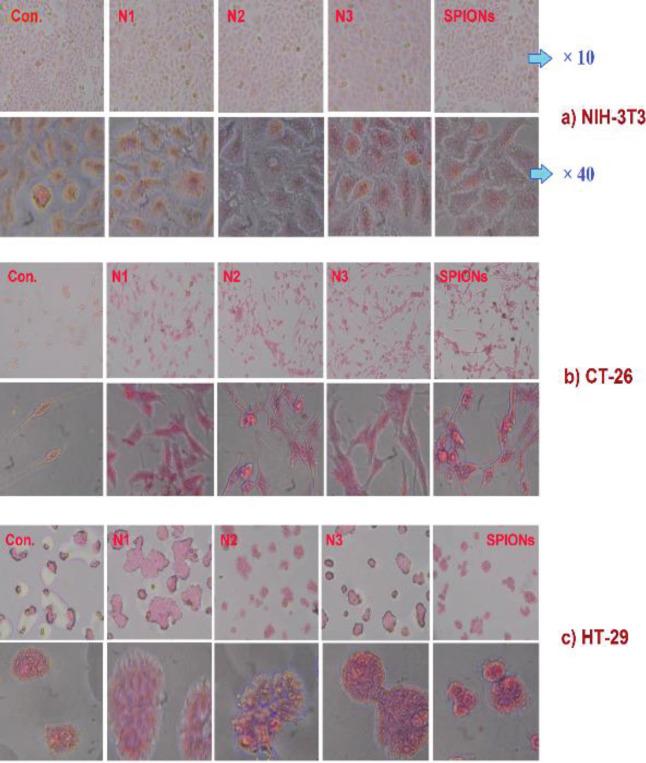 https://cdn.ncbi.nlm.nih.gov/pmc/blobs/5fa0/9588323/b68290b5660c/IJBMS-25-1234-g009.jpg