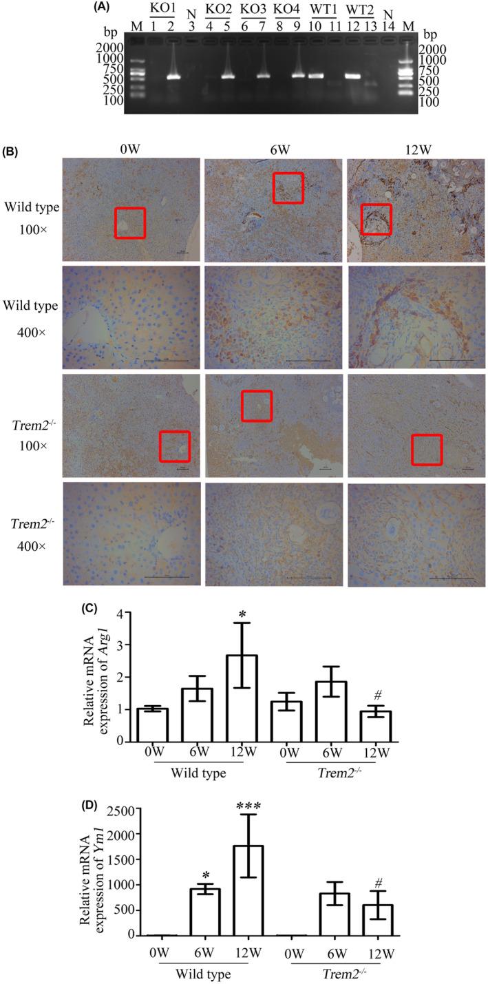 https://cdn.ncbi.nlm.nih.gov/pmc/blobs/5fa3/10399532/900031100c41/JCMM-27-2261-g004.jpg