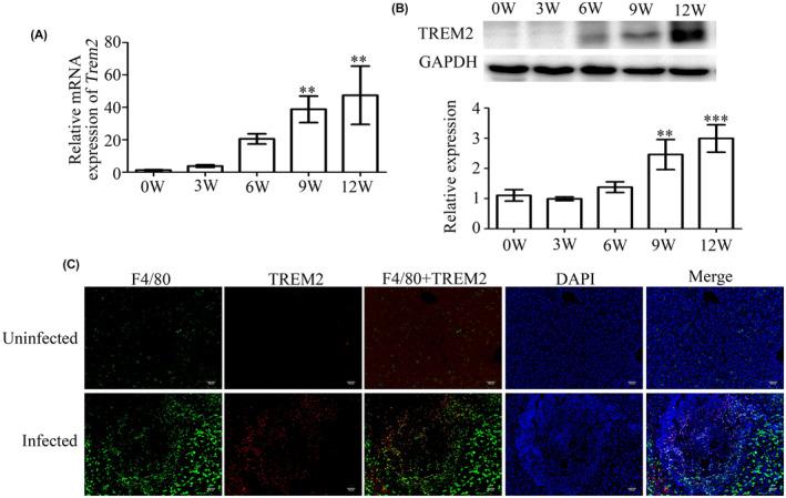 https://cdn.ncbi.nlm.nih.gov/pmc/blobs/5fa3/10399532/b642fca6b4bf/JCMM-27-2261-g001.jpg