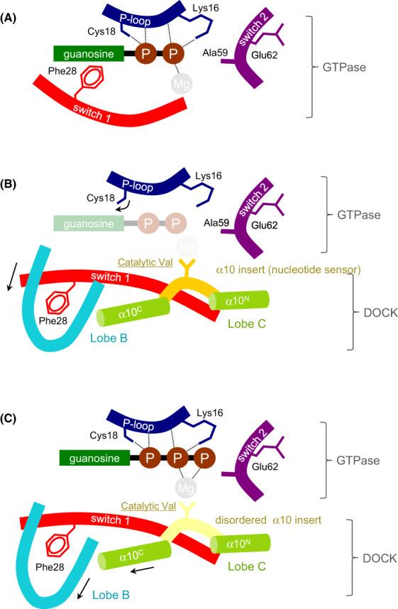 https://cdn.ncbi.nlm.nih.gov/pmc/blobs/5fa7/10152721/e9fc4d8f2c32/FEB2-597-794-g002.jpg