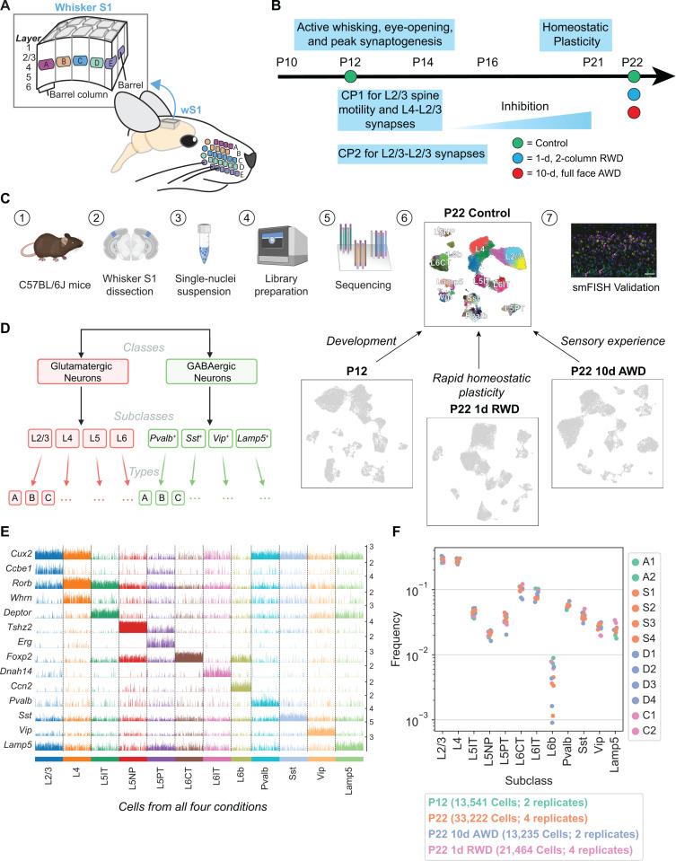 https://cdn.ncbi.nlm.nih.gov/pmc/blobs/5fa8/12119026/4cadcb56118d/pbio.3003176.g001.jpg