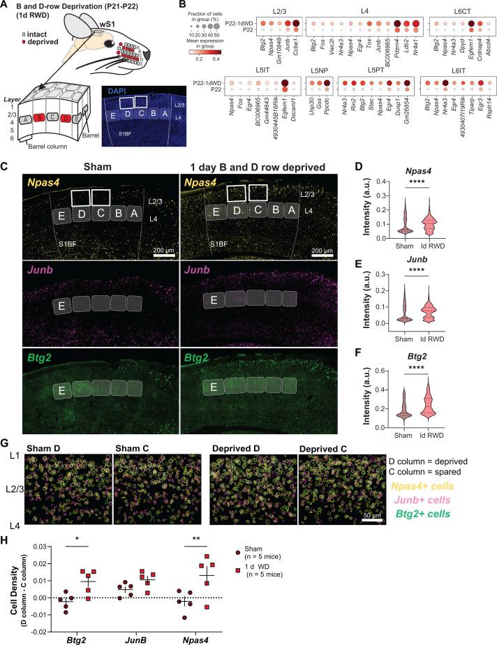 https://cdn.ncbi.nlm.nih.gov/pmc/blobs/5fa8/12119026/d56b0c2e6501/pbio.3003176.g006.jpg