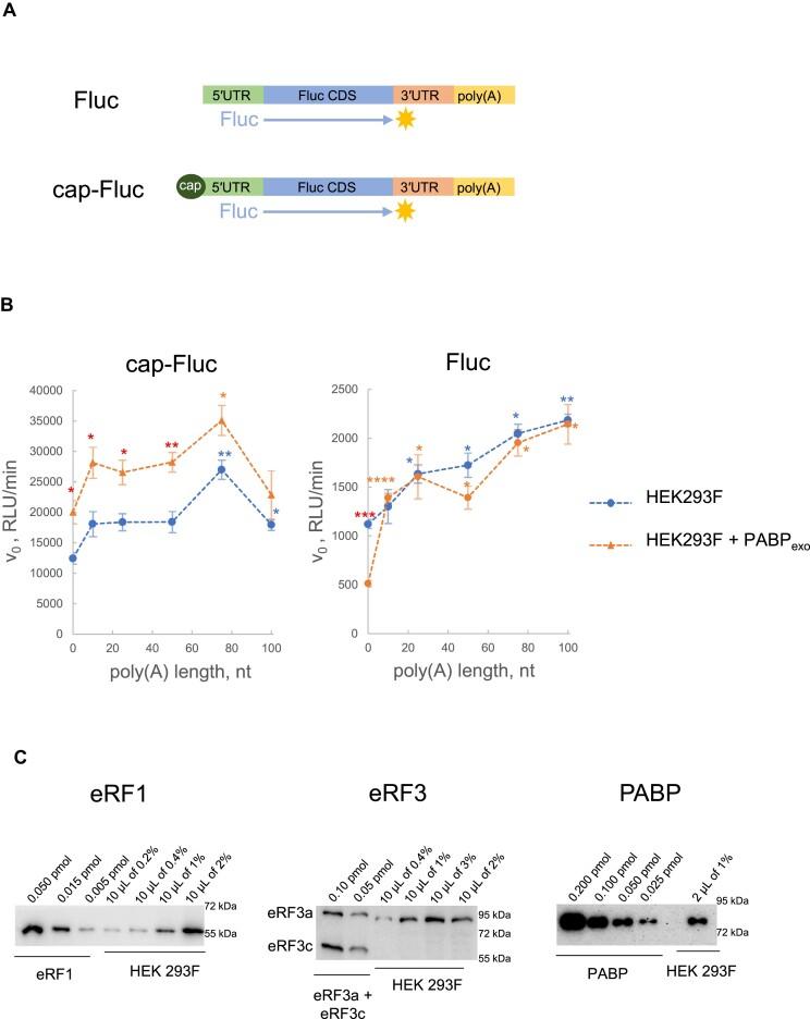 https://cdn.ncbi.nlm.nih.gov/pmc/blobs/5fa9/11260481/4287c8b19fbe/gkae510fig1.jpg