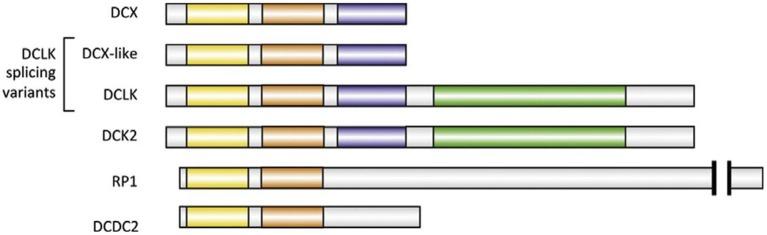 https://cdn.ncbi.nlm.nih.gov/pmc/blobs/5faa/5487455/78b95996cb68/fnmol-10-00199-g0003.jpg