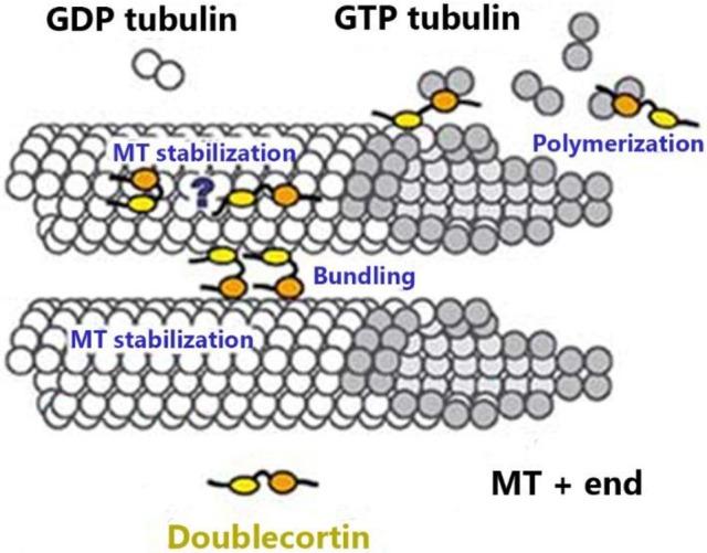 https://cdn.ncbi.nlm.nih.gov/pmc/blobs/5faa/5487455/83cb21752f80/fnmol-10-00199-g0001.jpg