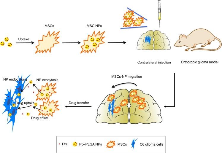 https://cdn.ncbi.nlm.nih.gov/pmc/blobs/5faa/6136913/59bc42cbaa23/ijn-13-5231Fig1.jpg