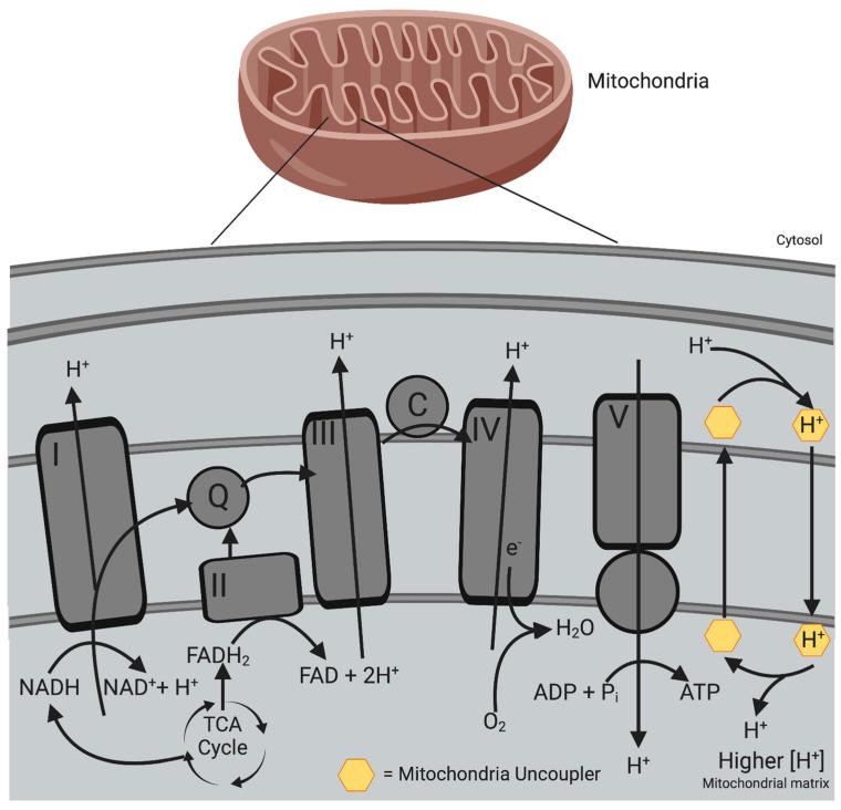 https://cdn.ncbi.nlm.nih.gov/pmc/blobs/5fac/10376062/1c7429396fe2/antioxidants-12-01359-g003.jpg