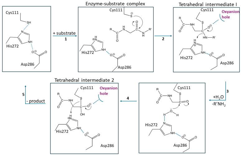 https://cdn.ncbi.nlm.nih.gov/pmc/blobs/5fb4/11820935/7083ebd03146/molecules-30-00491-g004.jpg