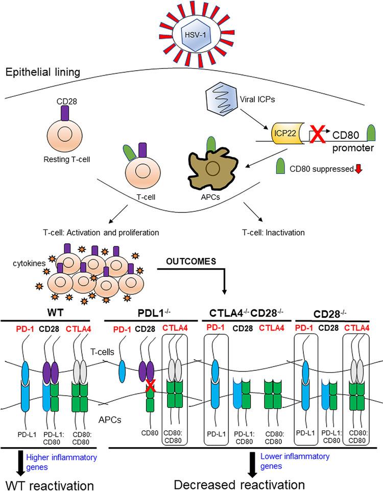 https://cdn.ncbi.nlm.nih.gov/pmc/blobs/5fb4/8406230/51c1aca9bad2/mbio.01176-21-f008.jpg