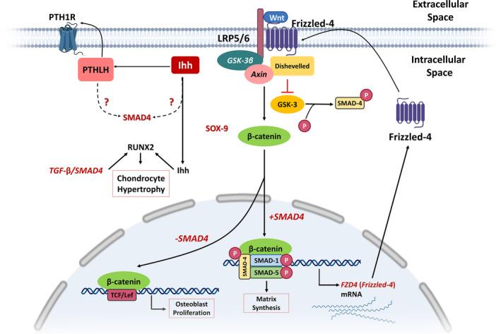 https://cdn.ncbi.nlm.nih.gov/pmc/blobs/5fb4/8742202/33cc711ec3b6/JCMM-26-1-g005.jpg