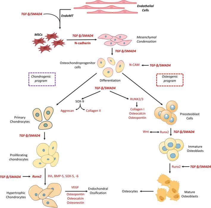 https://cdn.ncbi.nlm.nih.gov/pmc/blobs/5fb4/8742202/76b98b6b9e95/JCMM-26-1-g004.jpg