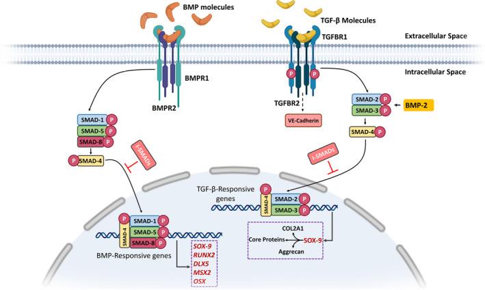 https://cdn.ncbi.nlm.nih.gov/pmc/blobs/5fb4/8742202/7d02921cf224/JCMM-26-1-g003.jpg