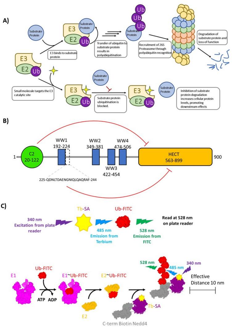 https://cdn.ncbi.nlm.nih.gov/pmc/blobs/5fba/10520017/35b0f51f44d8/41598_2023_42997_Fig1_HTML.jpg