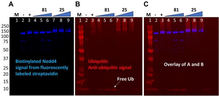 https://cdn.ncbi.nlm.nih.gov/pmc/blobs/5fba/10520017/476e2858b143/41598_2023_42997_Fig6_HTML.jpg