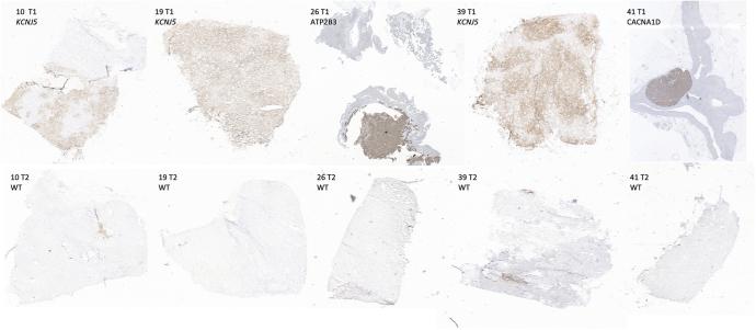 https://cdn.ncbi.nlm.nih.gov/pmc/blobs/5fc0/12203776/6c74deb99f88/EC-25-0070fig3.jpg