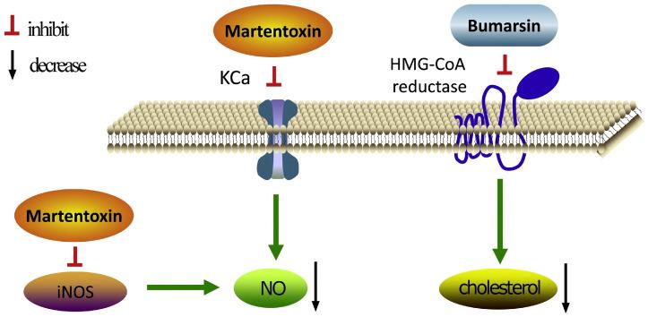 https://cdn.ncbi.nlm.nih.gov/pmc/blobs/5fc6/11678150/362320679297/pharmaceuticals-17-01735-g006.jpg