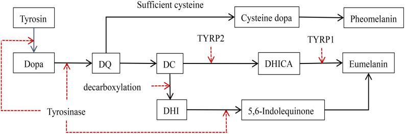 https://cdn.ncbi.nlm.nih.gov/pmc/blobs/5fcc/12042674/730d70f17ca1/bb-2024-11085f1.jpg