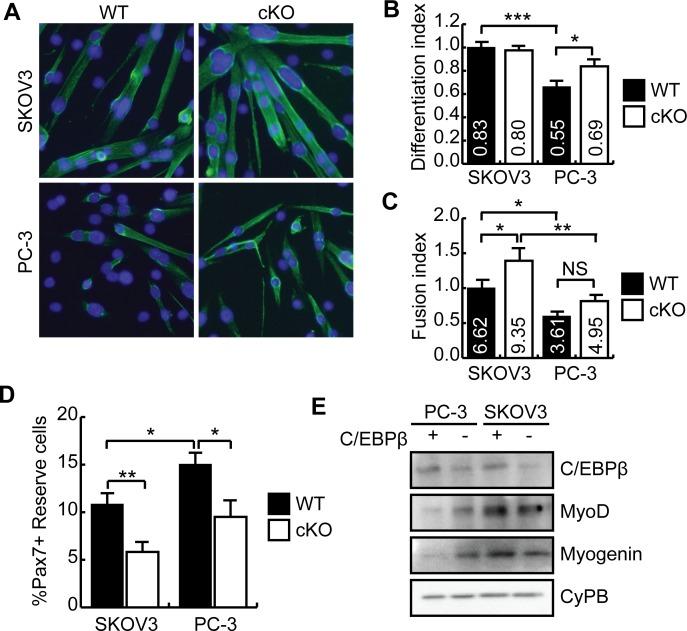https://cdn.ncbi.nlm.nih.gov/pmc/blobs/5fd0/4692409/008a3619720e/pone.0145583.g006.jpg