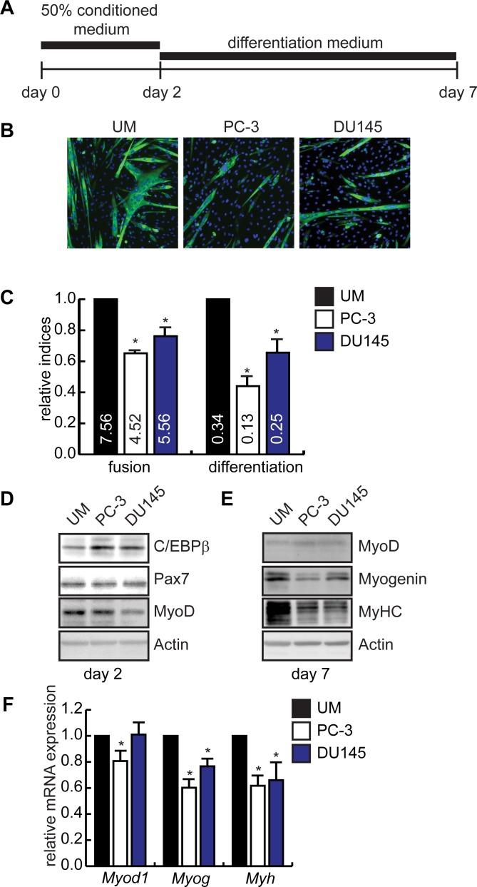 https://cdn.ncbi.nlm.nih.gov/pmc/blobs/5fd0/4692409/d076c1c2273d/pone.0145583.g002.jpg