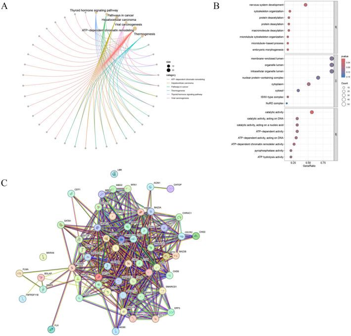 https://cdn.ncbi.nlm.nih.gov/pmc/blobs/5fd6/11811884/cc97a47a6bc1/CAM4-14-e70634-g009.jpg
