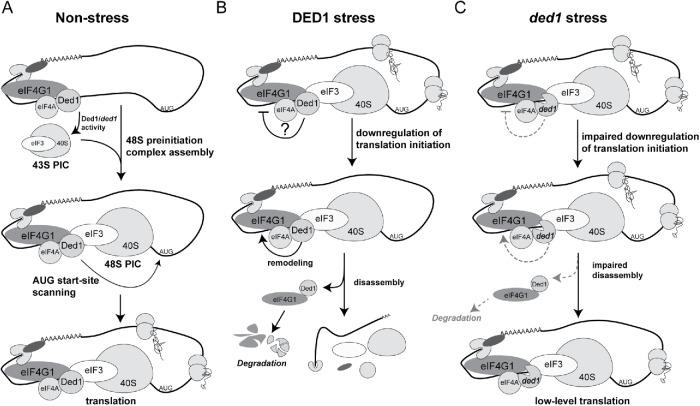 https://cdn.ncbi.nlm.nih.gov/pmc/blobs/5fd7/6743465/4d605c22b31e/mbc-30-2171-g007.jpg