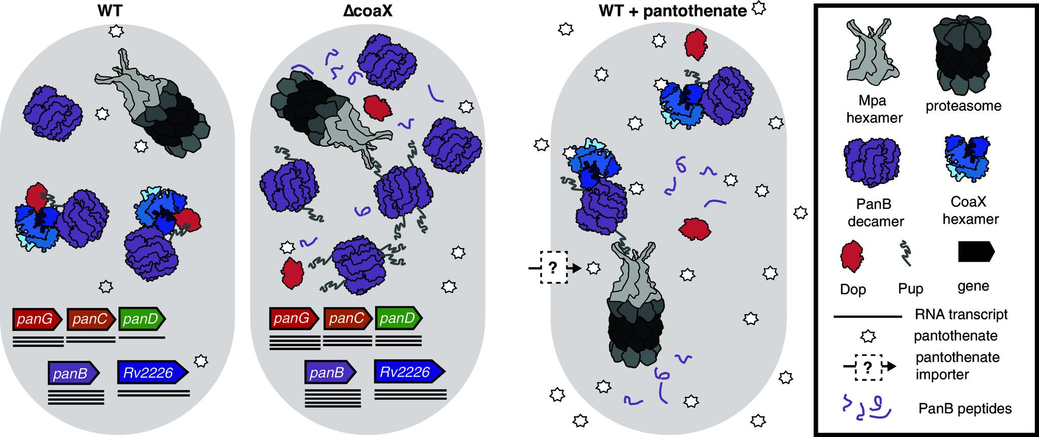 https://cdn.ncbi.nlm.nih.gov/pmc/blobs/5fda/11626117/1c2bd81c81cd/pnas.2407239121fig04.jpg