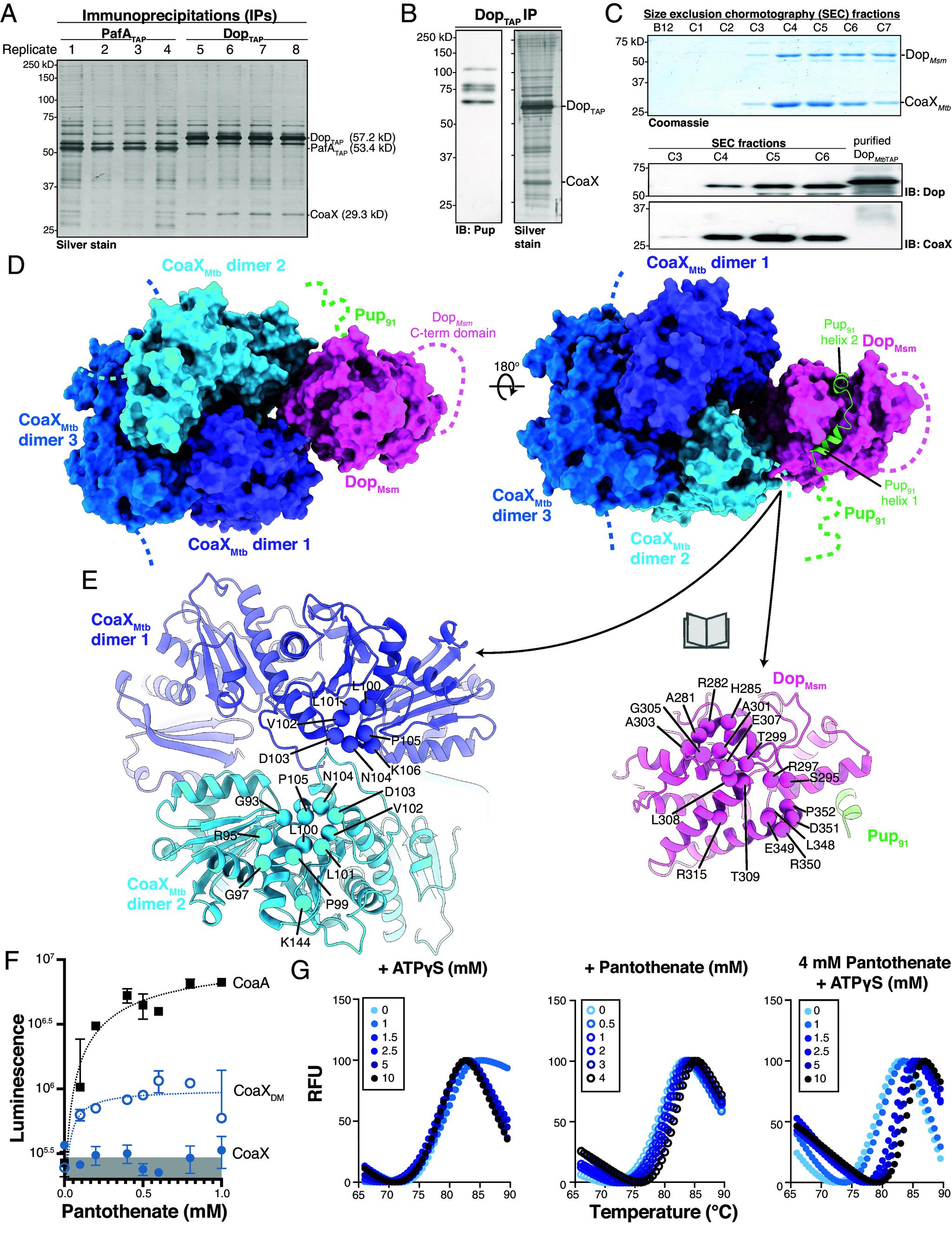 https://cdn.ncbi.nlm.nih.gov/pmc/blobs/5fda/11626117/99dca336e03e/pnas.2407239121fig01.jpg