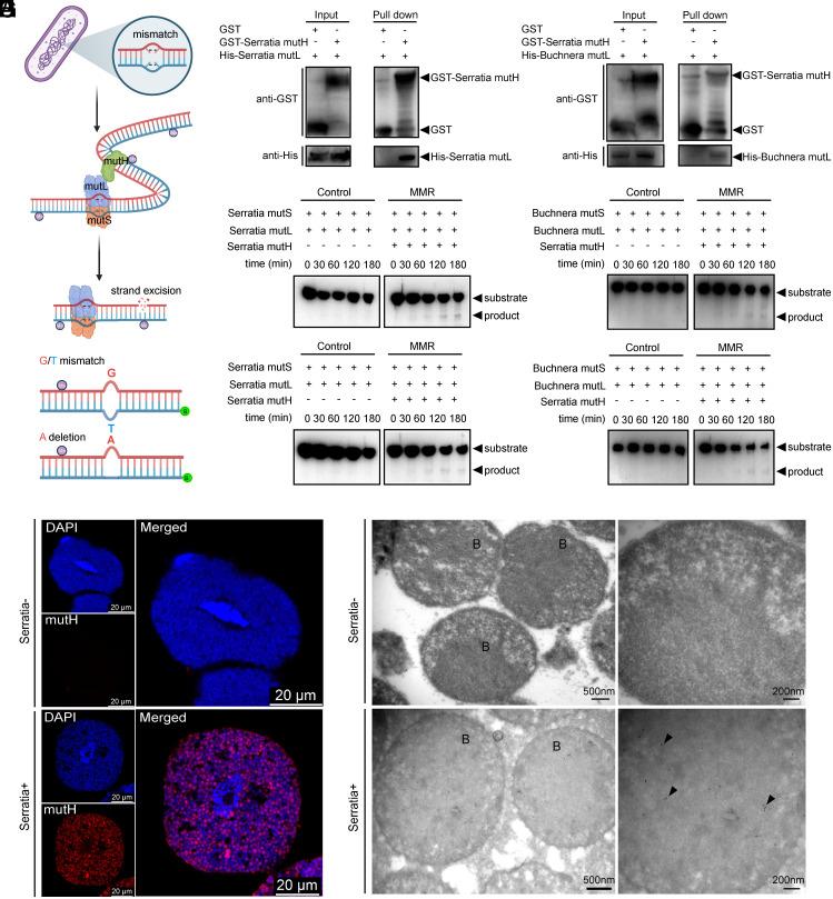 https://cdn.ncbi.nlm.nih.gov/pmc/blobs/5fda/11665910/51eac8dd4838/pnas.2415651121fig05.jpg