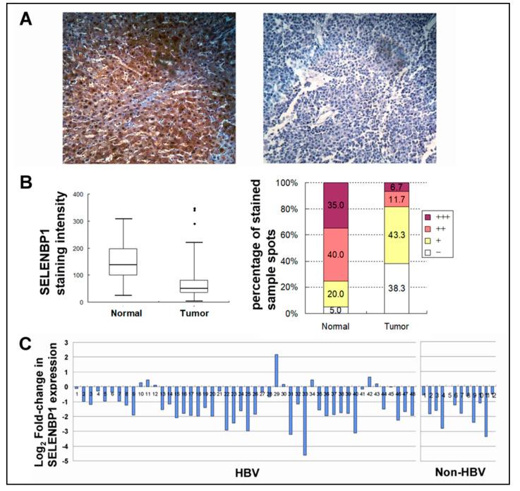 https://cdn.ncbi.nlm.nih.gov/pmc/blobs/5fdb/7291177/1e7dbd3cc128/viruses-12-00565-g003.jpg
