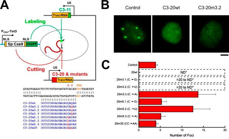 https://cdn.ncbi.nlm.nih.gov/pmc/blobs/5fdf/5004447/540e9524d93e/JCB_201604115_Fig6.jpg