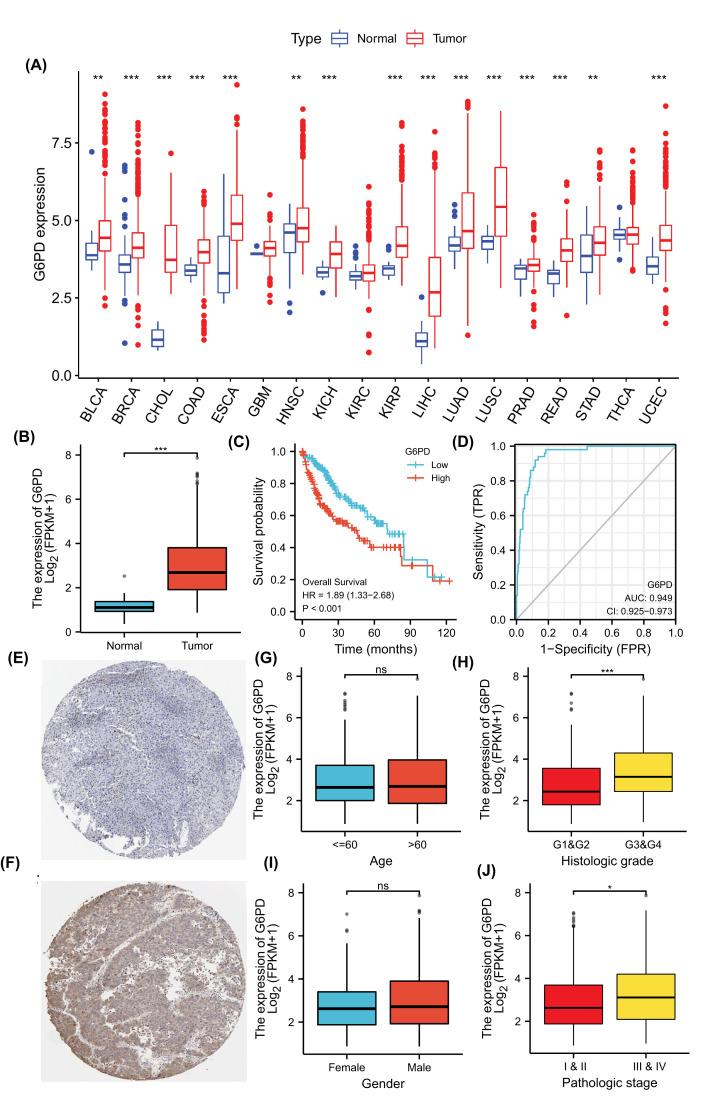 https://cdn.ncbi.nlm.nih.gov/pmc/blobs/5fdf/9245079/9d578319d41b/bsr-42-bsr20220674-g2.jpg