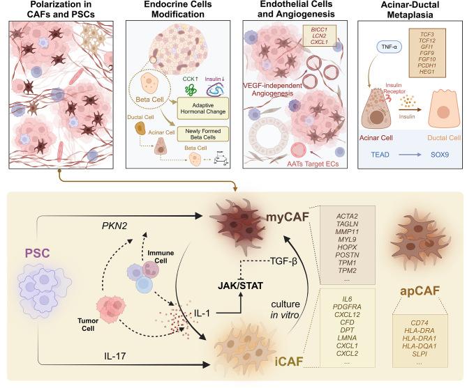 https://cdn.ncbi.nlm.nih.gov/pmc/blobs/5fe0/11232163/3ecf64846b02/12943_2024_2050_Fig3_HTML.jpg