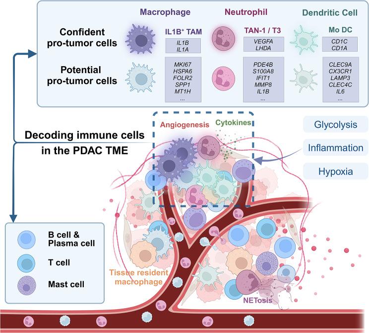 https://cdn.ncbi.nlm.nih.gov/pmc/blobs/5fe0/11232163/9f36bbcdec2c/12943_2024_2050_Fig2_HTML.jpg