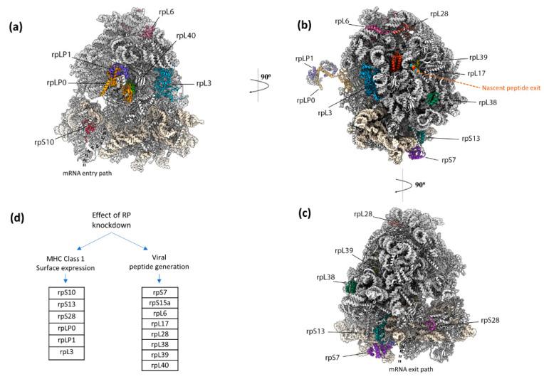 https://cdn.ncbi.nlm.nih.gov/pmc/blobs/5fe5/8310308/20708b2ca3a5/viruses-13-01251-g006.jpg