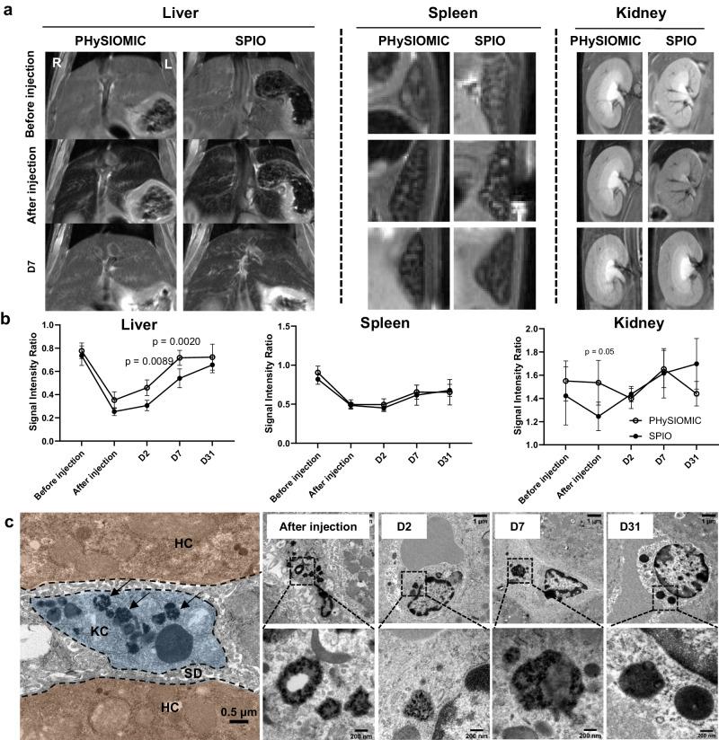 https://cdn.ncbi.nlm.nih.gov/pmc/blobs/5fe9/11176332/773076a2df19/41467_2024_49480_Fig7_HTML.jpg