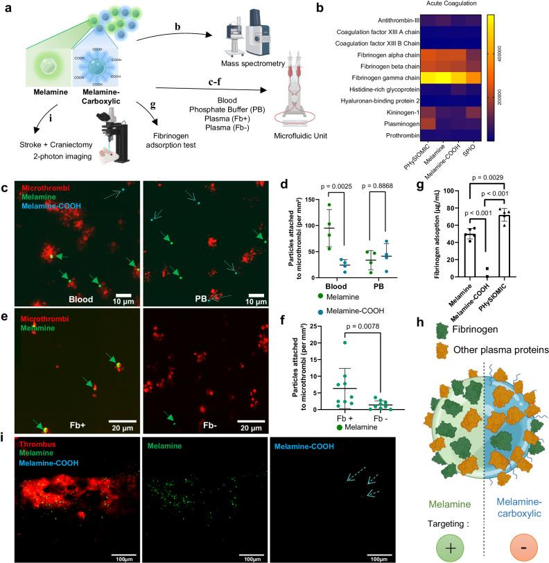 https://cdn.ncbi.nlm.nih.gov/pmc/blobs/5fe9/11176332/d7fafbc331a9/41467_2024_49480_Fig6_HTML.jpg