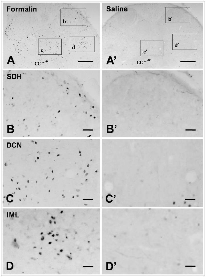 https://cdn.ncbi.nlm.nih.gov/pmc/blobs/5ff1/3605455/e41470a5d69d/pone.0059234.g003.jpg