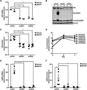 https://cdn.ncbi.nlm.nih.gov/pmc/blobs/5ff1/8674656/332b7f26ccb8/fphys-12-725172-g006.jpg
