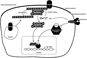 https://cdn.ncbi.nlm.nih.gov/pmc/blobs/5ff1/8674656/9a81f075f839/fphys-12-725172-g008.jpg