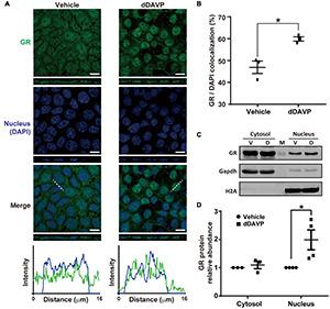 https://cdn.ncbi.nlm.nih.gov/pmc/blobs/5ff1/8674656/f4a174b682ab/fphys-12-725172-g004.jpg
