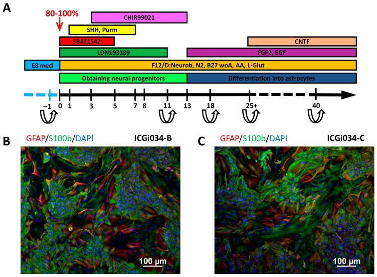 https://cdn.ncbi.nlm.nih.gov/pmc/blobs/5ff4/10779194/a409b44ca967/ijms-25-00327-g002.jpg