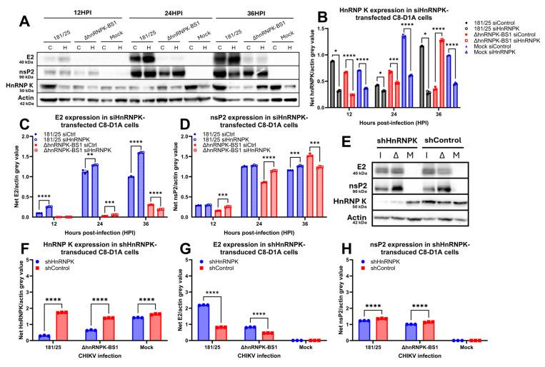 https://cdn.ncbi.nlm.nih.gov/pmc/blobs/5ff5/11680317/f4410beffb2b/viruses-16-01918-g005.jpg